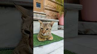 3 Facts About The Cat