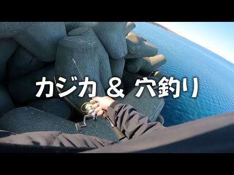 No.335 カジカ＆穴釣り 稚内の釣り人こーすけ(2023.5.20) [シマゾイ][クロソイ]
