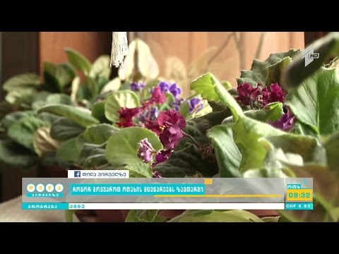 როგორ მოვუაროთ ოთახის მცენარეებს ზამთარში?