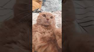 #cat #веселыекоты #прикольныекоты #cute #красиваякошка #pets #милота #весело #котики #видосыоткота