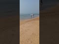 mumbai varsova beach pigeon fly 🐦👍