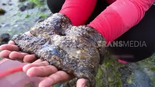 Berburu dan Mengolah Teripang | ENAH BIKIN ENAK (21/02/23)