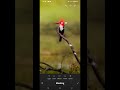 lightroom mobile masking on sony a6000 #birdphotography #shorts
