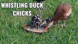 Whistling Duck CHICKS feeding on seeds 🐤🐤🐤