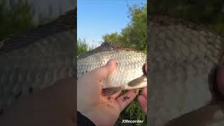 карась радует поклевкой на донку #fishing #ишим #рыбалка