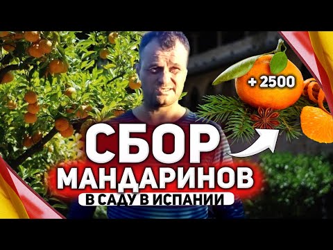 Работа в Испании | Сбор цитруса мандарин | Один день работы
