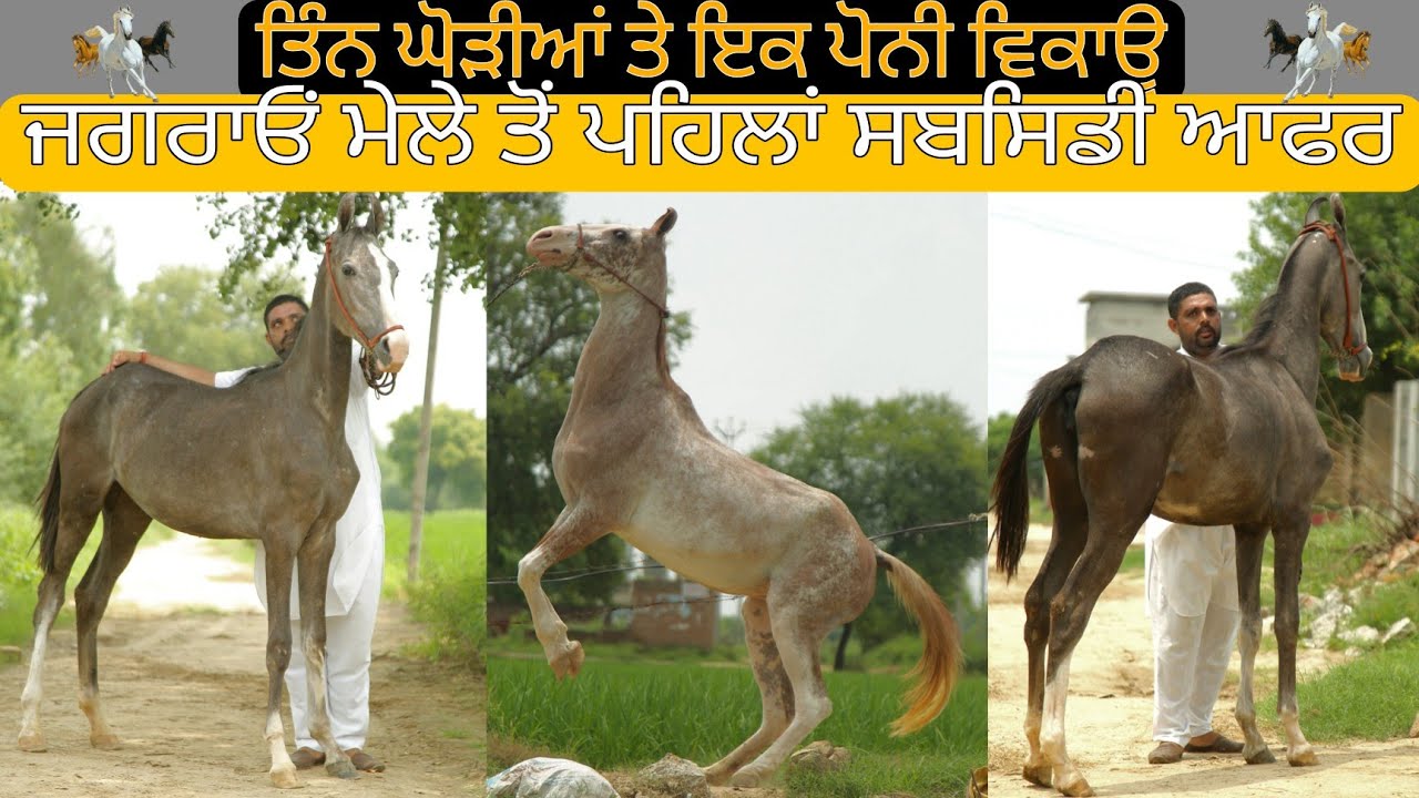 ਤਿੰਨ ਘੋੜੀਆਂ ਤੇ ਇੱਕ ਪੋਨੀ ਵਿਕਾਊ • ਜਗਰਾਓਂ ਮੇਲੇ ਤੋਂ ਪਹਿਲਾਂ ਸਬਸਿਡੀ ਆਫਰ • Mare for sale • @AKTVPUNJAB