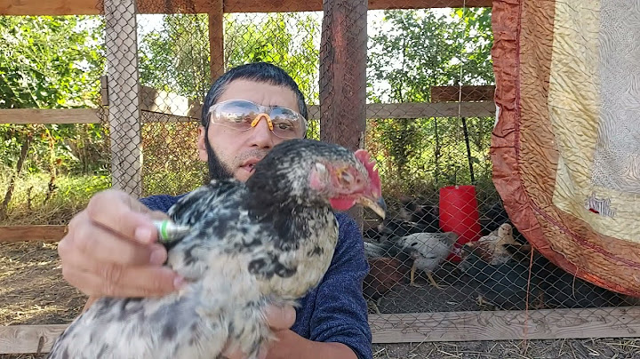 Лечим глаза у курей