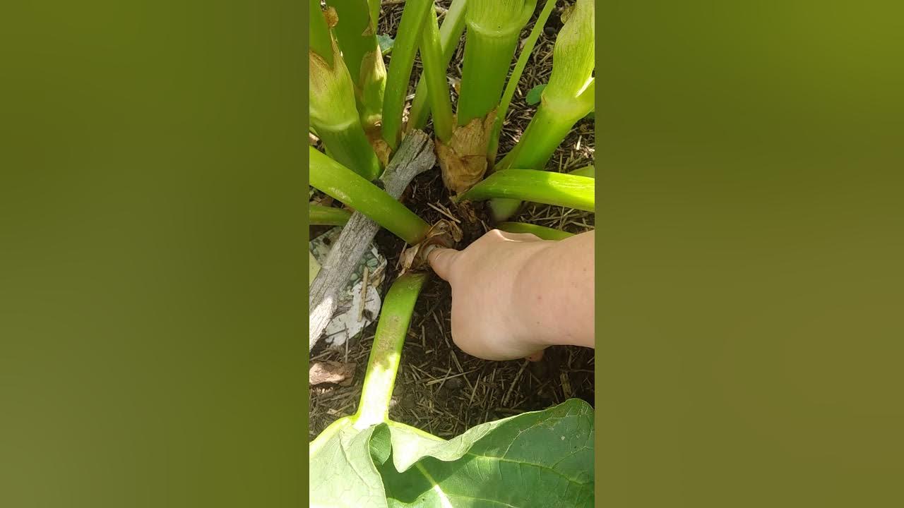 How to remove Rhubarb flowers YouTube