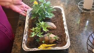 Spring is Sprouting Out All Over the Crone House!