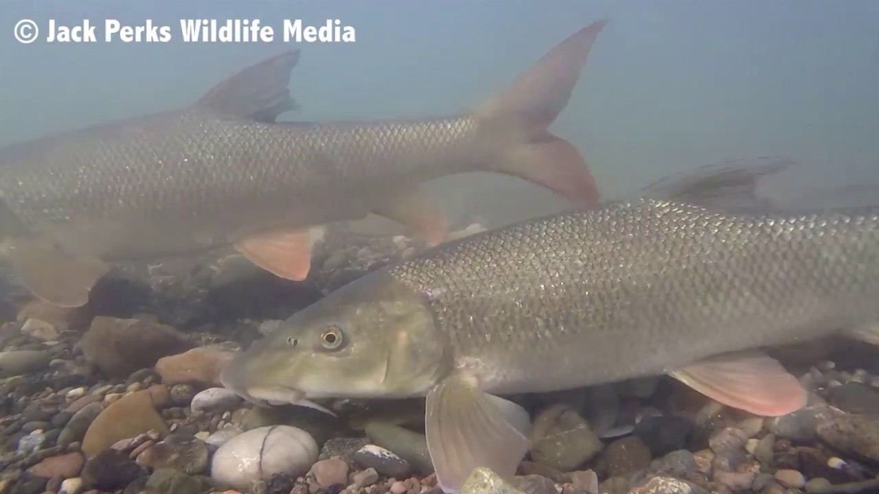 Barbel plus 10 other freshwater fish underwater YouTube