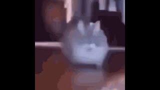 5 Captivating Cat Moments That Will Brighten Your Day