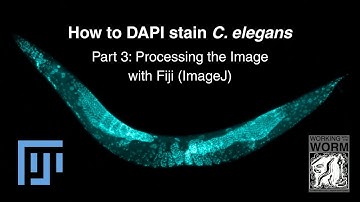 How to DAPI stain C. elegans Part 3: Processing the image with FIJI (ImageJ)