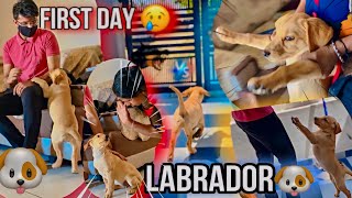 MY FIRST DOG 🐶 - LABRADOR PUPPY 🐶 | FAMILY Reaction VLOG 🔥🥰