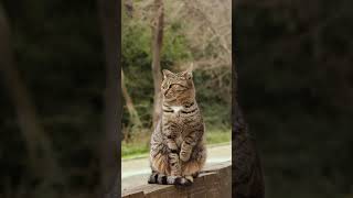 Went To A Park In Istanbul And Found A Nice Cat To Practice Street Photography