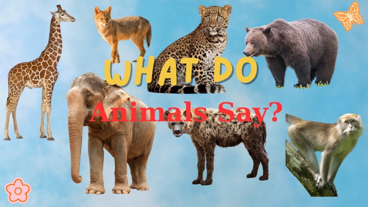 Wild and Pet Animal Voices – Leopard, Giraffe, Elephant, Hyena -Sounds Animal