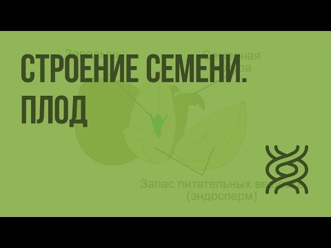 Строение семени. Плод. Видеоурок по биологии 6 класс