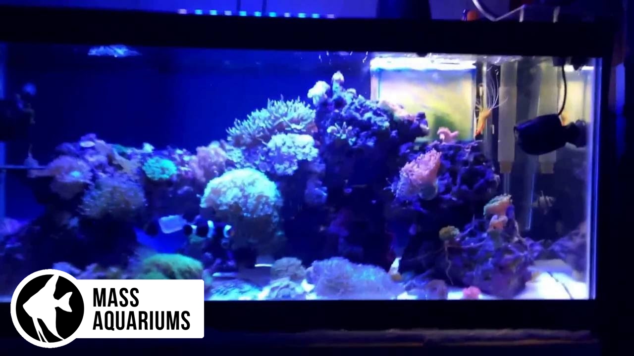 40 gallon saltwater mixed
