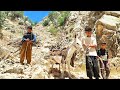 🏕Nomadic life: collecting firewood from the Zagros Mountains to bake wheat bread 🌾🍞