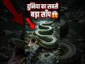 30 feet lamba saanp Sach dekhoge to darr jaoge #snake #anaconda #biggestsnake #wildlife #animals