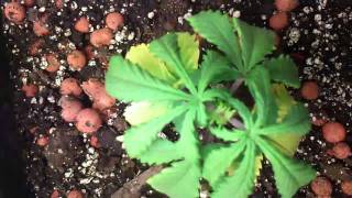 sad looking plants =(