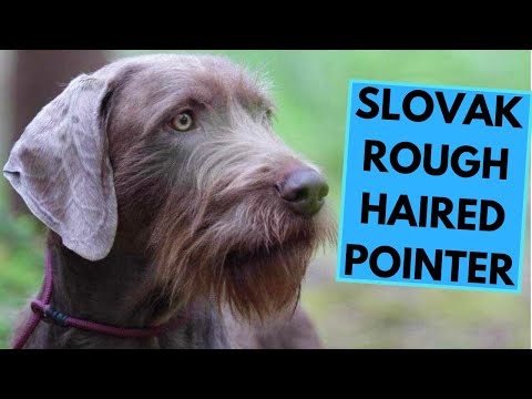 Video: Apakah vizslas rambut kawat hipoalergenik?