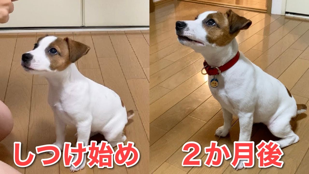 しつけ始めから2か月 おすわりをマスターした子犬 ジャックラッセルテリア なのは Youtube しつけ始めから2か月 おすわりをマスターした子犬 ジャックラッセルテリア なのは Youtube