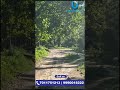 Tiger Spotted in Jim Corbett
