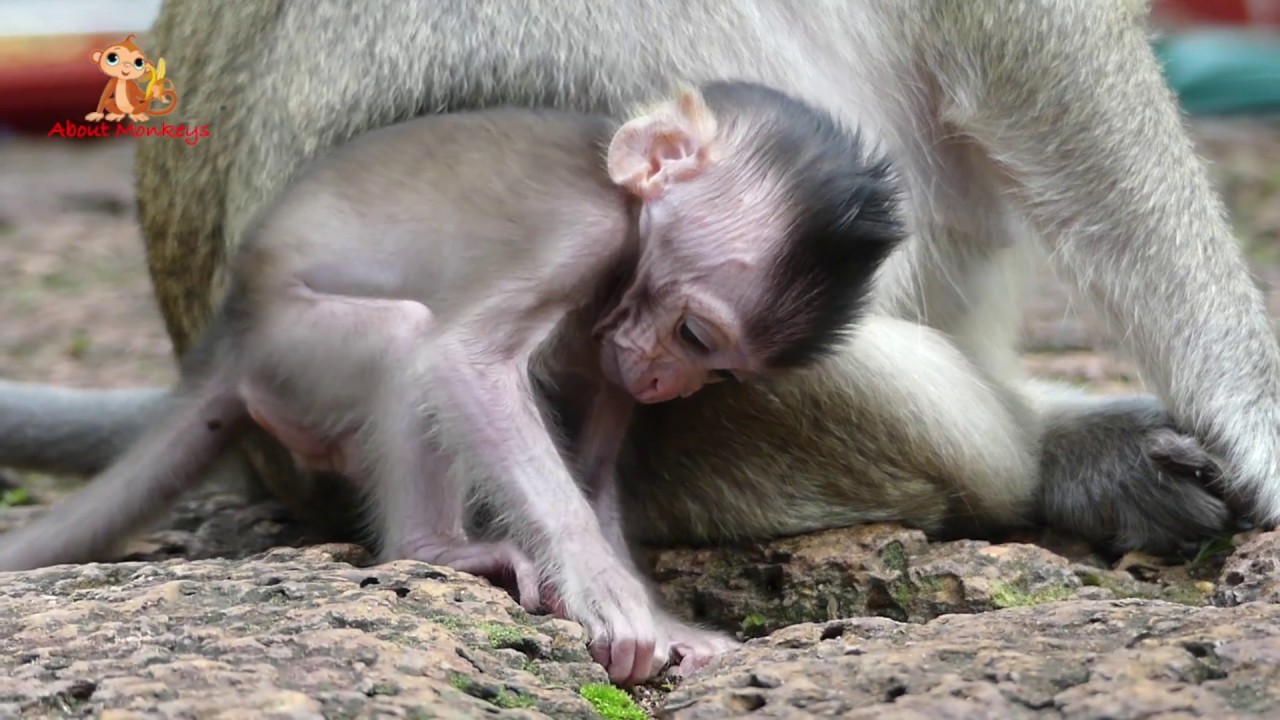 Smart & Cute Baby Monkey Polly - Little Girl Monkey Like Near And Hug Mom