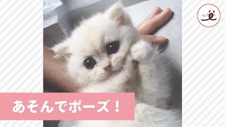ちっちゃい子猫ちゃんと手遊び。どんどん本気になるお顔と肉球がかわいすぎ～☺【 PECO TV 】