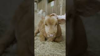 How cute is the baby cow? #socialtouch #cow #baby