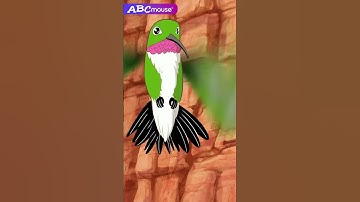 A hummingbird! | ABCmouse #learning #education #animals #birds #wildlife #hummingbird #abcmouse