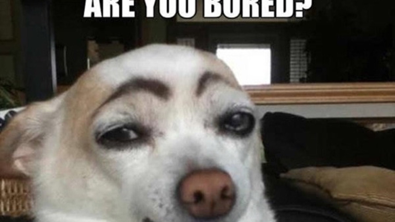 Собака с черными бровями картинка