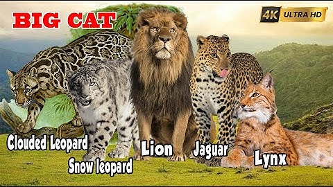Big Cats Of The World || Jaguar, Lion, Snow Leopard, Clouded Leopard, Lynx || With Inspiring Music