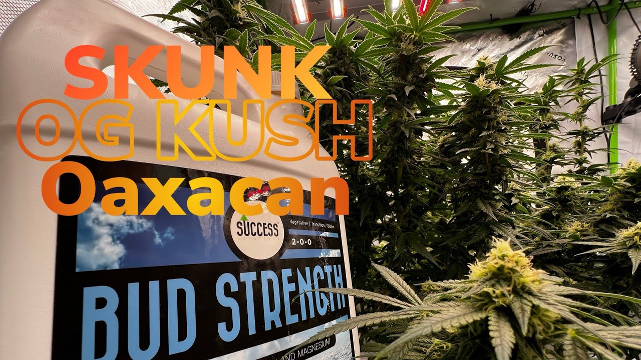 Autopot 3.9 gallon Seed to harvest update :Day 36–40 Flower (STRIP)