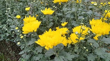 hoa cúc vàng đông ( đại đóa) dễ trồng , hoa đẹp