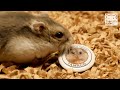 オリジナルグッズをスルーするハムスターさん。【ハムスター】/Hamsters aren't interested in what they can't eat :P