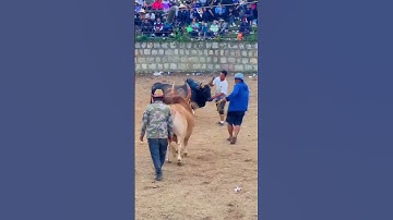 Bò húc nhau siêu kinh điển