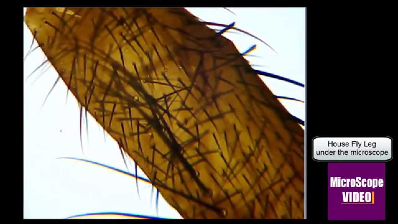 Under the Microscope 1: House Fly Leg - YouTube