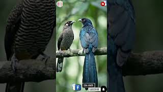 animal video #viral #birds #trending #shorts #ssm