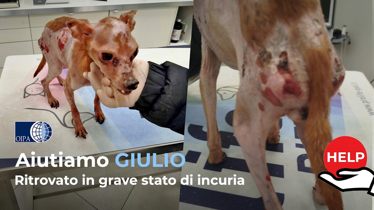 Non gli sembra vero di mangiare due volte al giorno: aiutiamo Giulio🙏