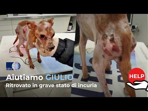 Non gli sembra vero di mangiare due volte al giorno: aiutiamo Giulio🙏