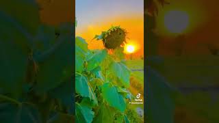 Otan Vadya Che Palimat Hor Tahi Kardena Apa Ignore A