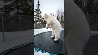Baby Polar Bear Jumps On Trampoline Cutest Bounce Ever