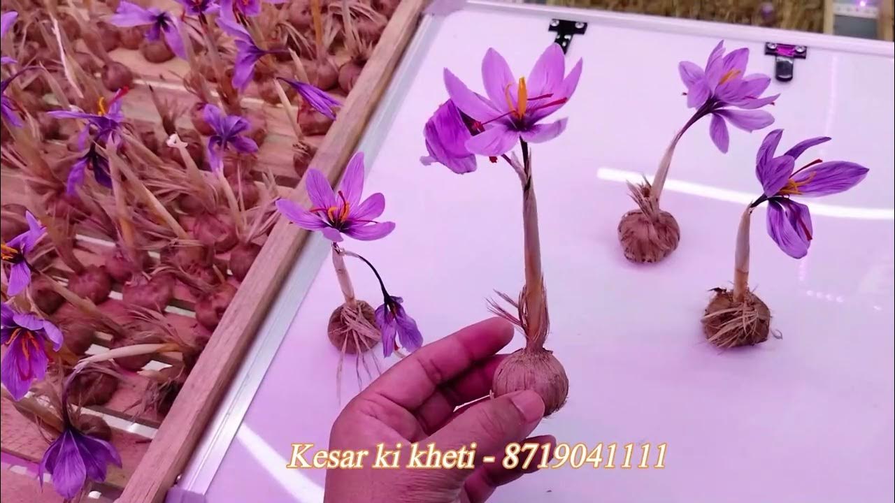 केसर खेती, एक कन्ध में से कितने फूल आते है? Saffron faming, How many