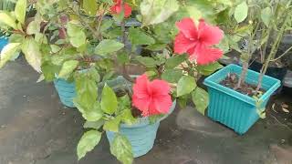My terrest garden 🏡 you support me but you&#39;re choice 🌺🥺😗🌻