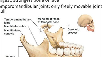 A&P I Chapter 7-axial skeleton