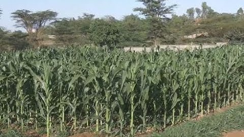 Episode 3: How to set up a Push-pull plot for the control of Fall armyworm