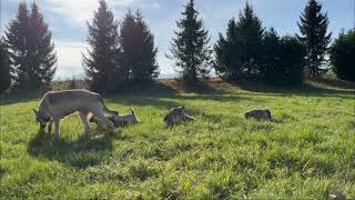 5 Tamaskan puppies venture outside… by Sylvaen Tamaskans 126 views 1 year ago 4 minutes, 21 seconds