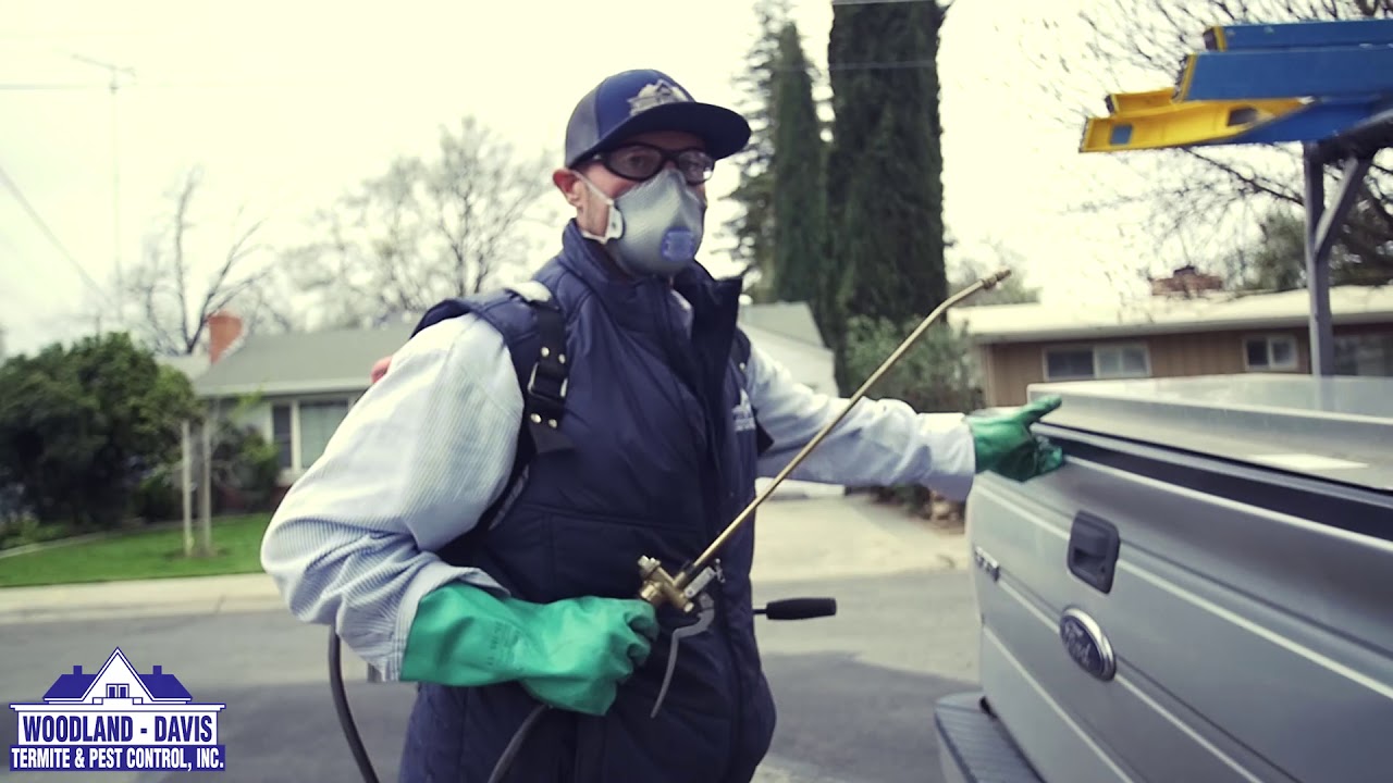 The Local Guys Termite and Pest Control Woodland Spray Treatment